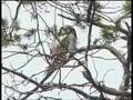 Hawkowl in Pasvik Valley, Norway