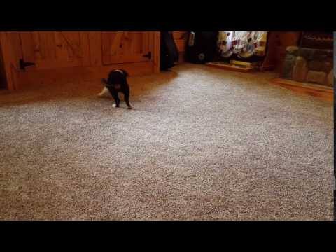 Sophie can already play fetch!
