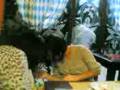 videos de maialino's birthday 09042008.3gp