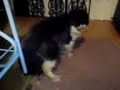 Amor animal (cenas de sexo)