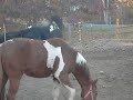 Welsh Cross Stud