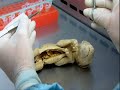 The return of the Tasmanian Tiger- Science project