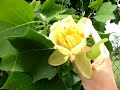 See Video
