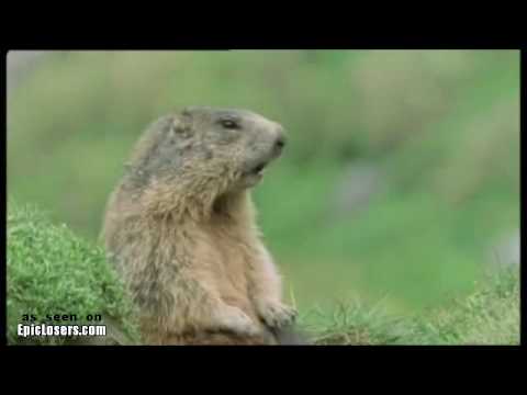 obnoxious - Obnoxious Groundhog / Annoying Groundhog He's like the dramatic chipmunk that you don't want to hang out with. See more pwnd, ownd, fail, funny pictures and ...