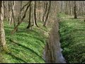 Fr�hling im B�rlauchwald mit Amselgesang