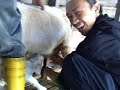 Memerah Susu Kambing Memerah Susu Kambing