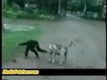 A monkey and a dog