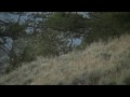 Nice Bull comes in to investigate