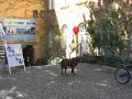 Hund will Luftballon schnappen