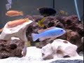Malawi cichlids
