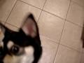 videos de puppy love!