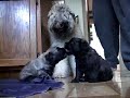 Bouvier des Flandres Bouvier des Flandres