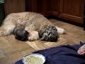 Bouvier des Flandres