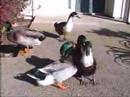 Duck Breeding Rape Flight