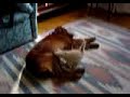 cane fa da mamma al gattino che succhia il latte dolce tener