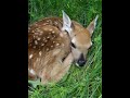 Baby Fawn 1