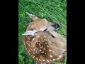Baby Fawn 1