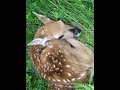 Baby Fawn 1