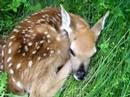 Baby Fawn 1