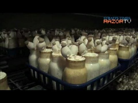 how to grow king oyster mushrooms