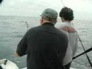 Fighting a King Mackerel in the Florida Keys Fighting a King Mackerel in the Florida Keys