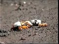 Fiddler Crabs Fighting