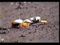 Fiddler Crabs Fighting