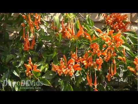 how to grow pyrostegia venusta