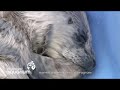 s.o.s - save our seals! donate now! http://www.vanaqua.org/mmrr/support/donate.php

rescued pup, summer 2007 at the vancouver aquarium's marine mammal rescue centre. over the past 45 years the vancouver aquarium has rescued and rehabilitated almost 2000 marine mammals. if you see a distressed marine mammal: stay back, keep pets away, observe from a distance and report your observations to the local authorities.

vancouver aquarium marine mammal rescue
http://www.vanaqua.org/mmrr/