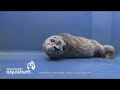 Vancouver Aquarium - rescued seal pup