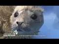 Vancouver Aquarium - rescued seal pup