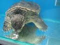 24\"COMMON SNAPPING TURTLE