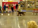 Molly & Sunny at Reliant Dog Show 7/17/08 Molly & Sunny at Reliant Dog Show 7/17/08