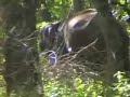 Wild Elephants at mudhumalai
