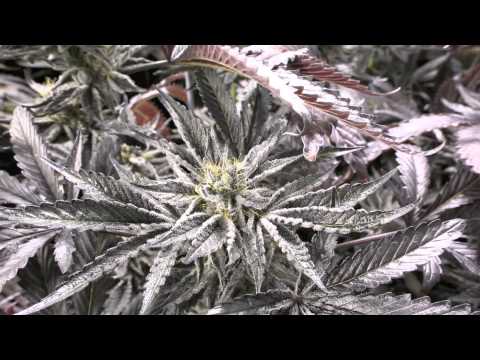 how to make ur weed turn purple