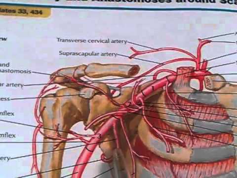 how to locate brachial artery