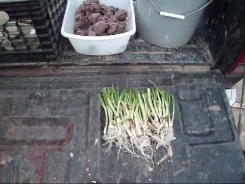 how to transplant potatoes
