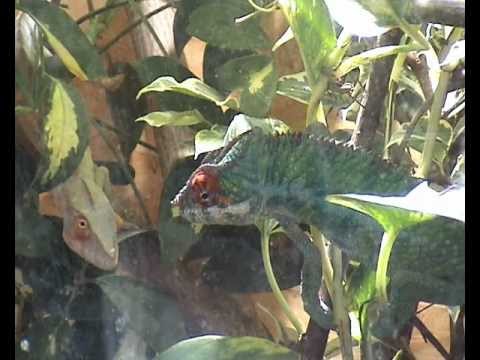 weibliches - Pantherchamäleon Pancho wirbt um ein weibliches Pantherchamäleon.