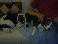 A Dogs Life Our Girl