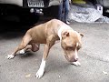 Stronguer lutando contra Cinomose