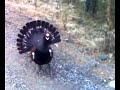 Angry Tiur Black grouse