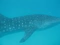 whale shark majestically glides by.... whale shark majestically glides by....
