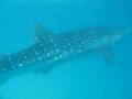 whale shark majestically glides by....
