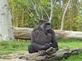 Gorilla Mom hugs Child