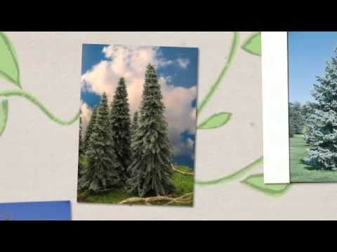 how to fertilize spruce trees