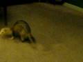 videos de cat ferret bag vid