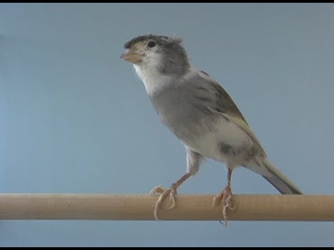 Sensacional Vídeo de Canário - Pakito Canary (Brazil)