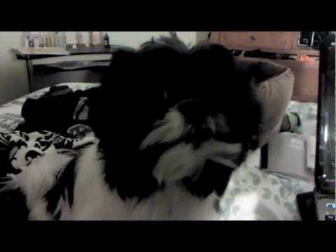 how to treat lhasa apso