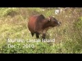 Desexing Feral Bulls in Mui Wo - Gory (Corrected Date)