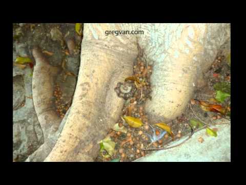 how to grow practically everything